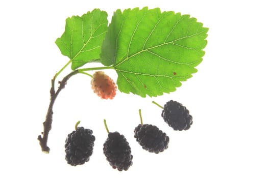 Branch of the black mulberry (Morus nigra) with immature and ripe fruit