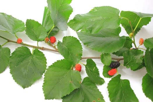 Branch of the black mulberry (Morus nigra) with immature and ripe fruit
