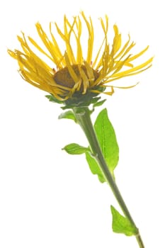 Genuine Alant (Inula helenium) - a flower exempted against a white background