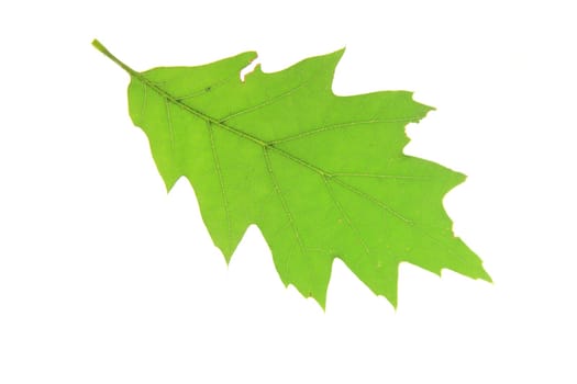 a leaf of the red oak (Quercus rubra) exposed against a white background