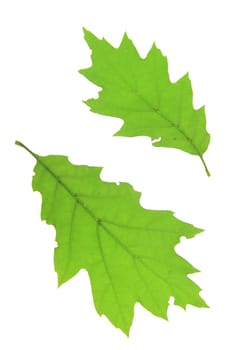 Leaves of the red oak (Quercus rubra) exposed against a white background