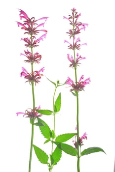 Mexican giant ysop (Agastache mexicana,Syn. Cedronella mexicana ),flowering plant exempted against white background