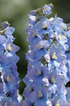high knight's spur