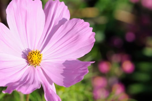 summeraster