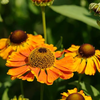Coneflower