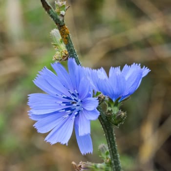 Blossom of the wayward