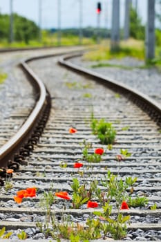 Siding at the train station with poppy flower