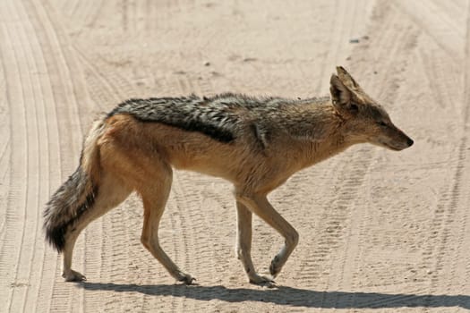Jackal