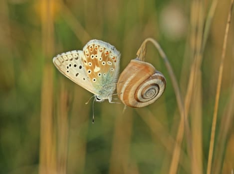 Silver-green blueon on heath snail