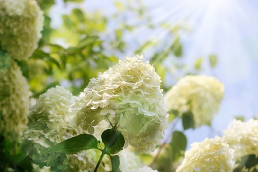snowball - garden flowers with light effect