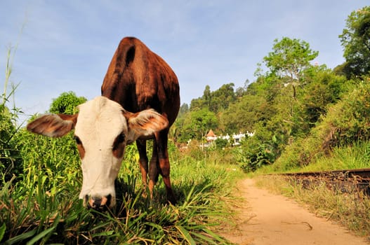 Cow grazing in front of Buddhist temple in Ella, Sri Lanka