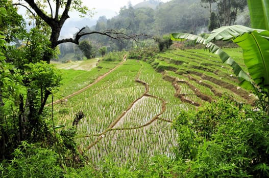 Stepped rice terraces under water near Ella, Sri Lanka, South Asia