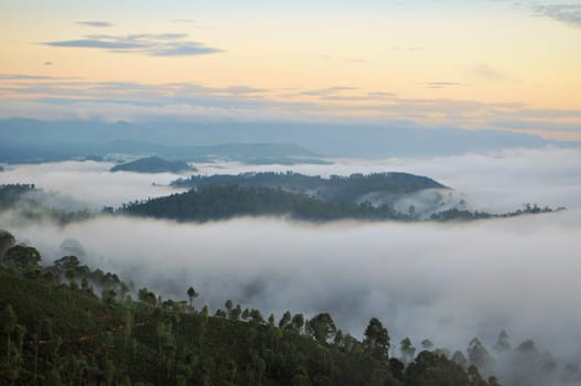 misty morning fog nature landscape of tea plantations with an island of trees in Haputale, Sri Lanka
