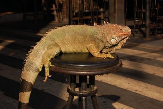 Green iguana (Iguana iguana) sitting on a barstool to entertain patrons