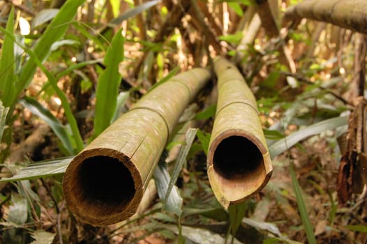 Asian Bamboo forest in Khao Sok national park, Thailand