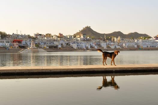 Dog at the hindu bathing Ghats at the holy lake of the sacred city of Pushkar in Rajasthan, India
