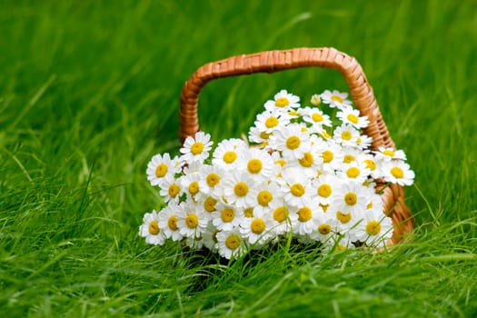 Basket with daisies on grass