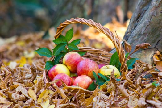 fresh apples in a basket in autumn garden