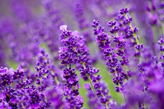 lavender flowers