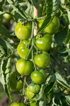 Green Tomatoes in a garden