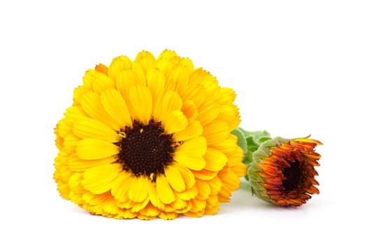 calendula flower isolated on white background
