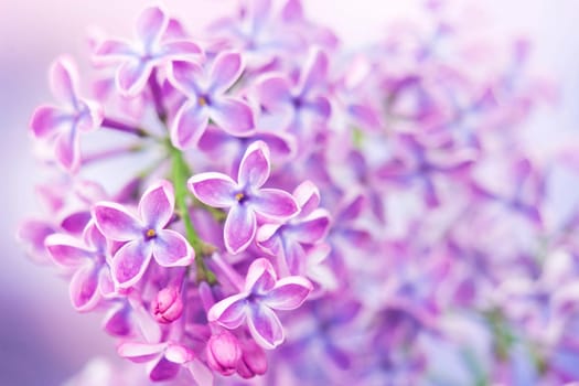 Blooming lilac flowers. Abstract background. Macro photo.