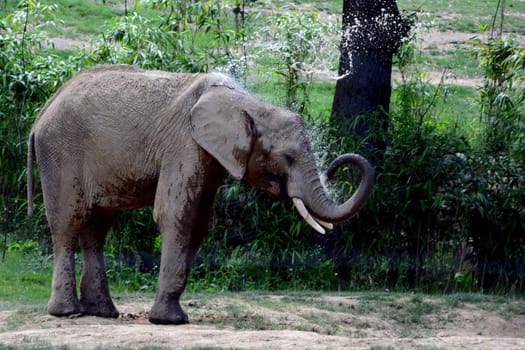 African elephant""