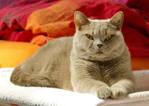 Lilac british shorthair wih yellow eyes lying on the ground in the bedroom