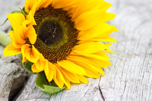 sunflower on old wooden background (Helianthus)