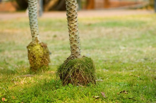 Close of tree trunk and root