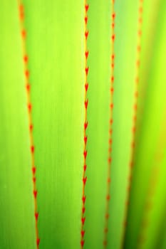 The pattern of agave leaves with prick