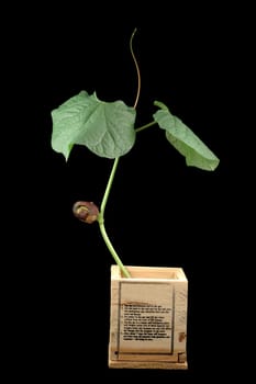 A close shot of growing bean over black