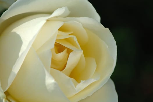 A close up of  white rose with black back ground