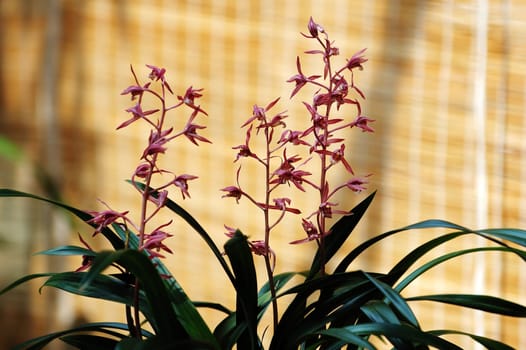 Pink orchid over bamboo made slats background
