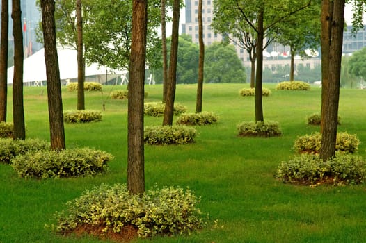 The panorama of trees and manicured plants in city park