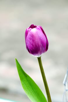 Closeup of a purple tulip