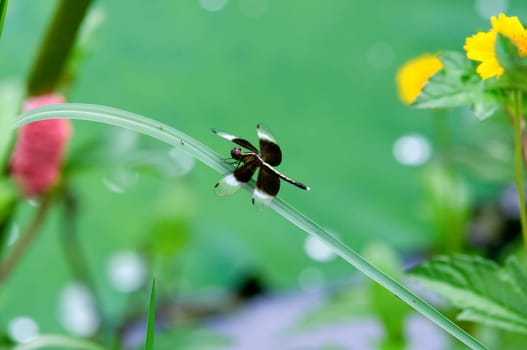 The close up of dragon fly on leaf