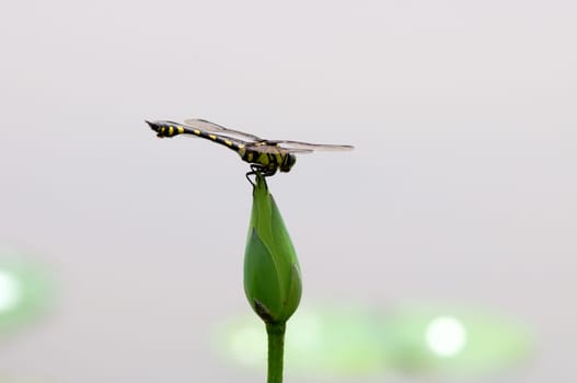 The close up of dragon fly staying on top of lotus bud