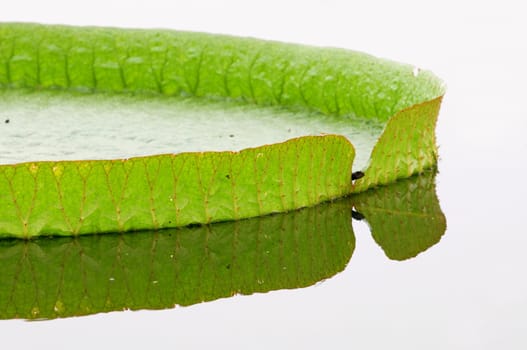 Close up rim of giant lotus leafs over water