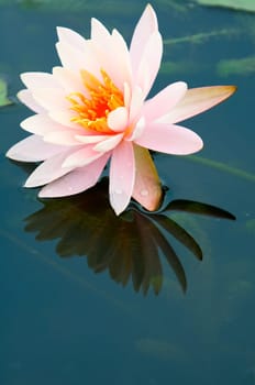 The close up (detail) of pink water lily with reflection over water