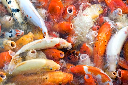 The view of Koi (fishes) feeding frenzy in pond