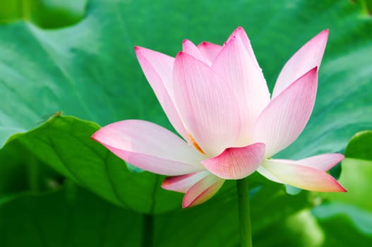 Close up of blooming lotus flower over leaves