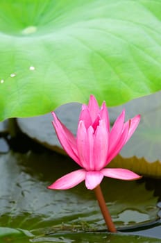 A single pink water lily with green leaf
