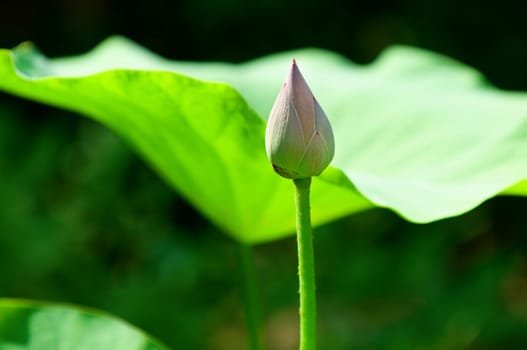 The lotus bud and the lotus pads (leaves)