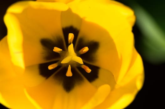 The close up view of a single yellow tulip over green background