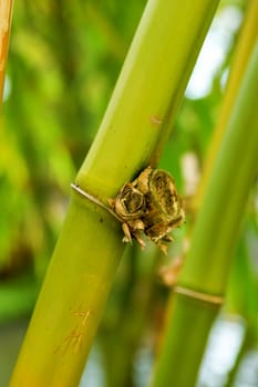 The close up of bamboo tree in forest