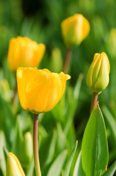 The close view of yellow tulips over green leafs