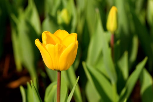 Close view of yellow tulips with green background