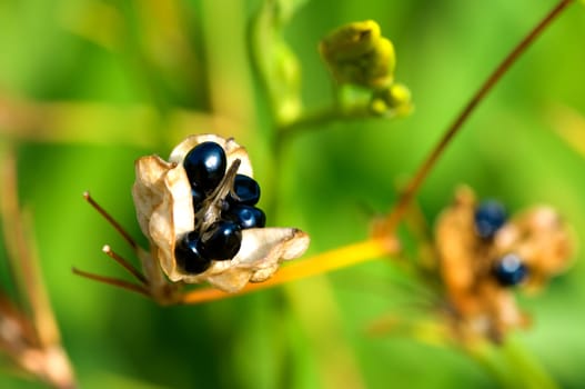 The seed of weed plant