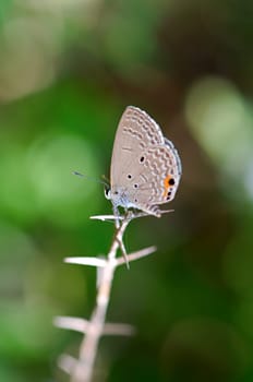 The closeup view of butterfly on leaf
